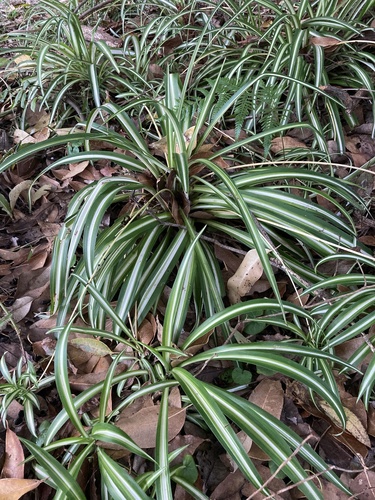 Kuokštinis chlorofitas nuotrauka