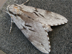 Sphinx morio arestus