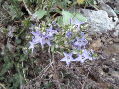Campanula versicolor