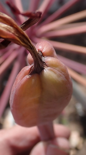 Image of Brunsvigia josephinae by (c) Nicola van Berkel, some rights reserved (CC BY-SA)