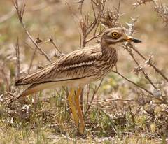 Burhinus oedicnemus