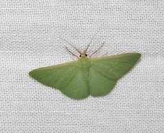 Chlorocoma paraphylla