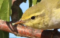 Phylloscopus sibilatrix
