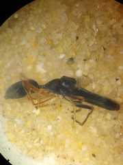 Myrmarachne macrognatha