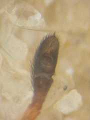 Myrmarachne macrognatha