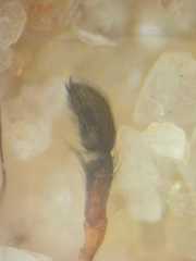 Myrmarachne macrognatha