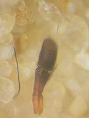 Myrmarachne macrognatha