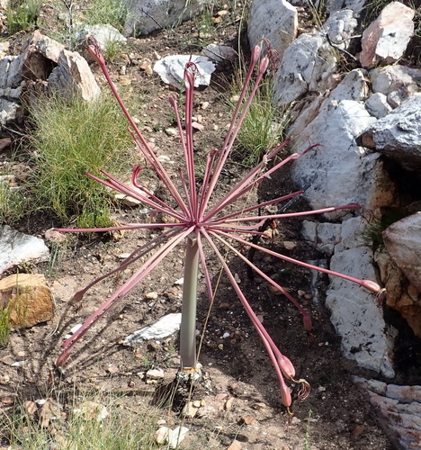 Image of Brunsvigia josephinae by (c) Nicola van Berkel, some rights reserved (CC BY-SA)