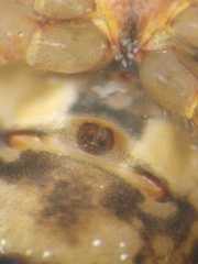 Parasteatoda merapiensis