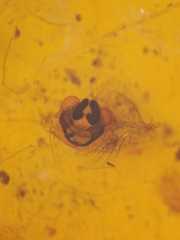 Parasteatoda merapiensis