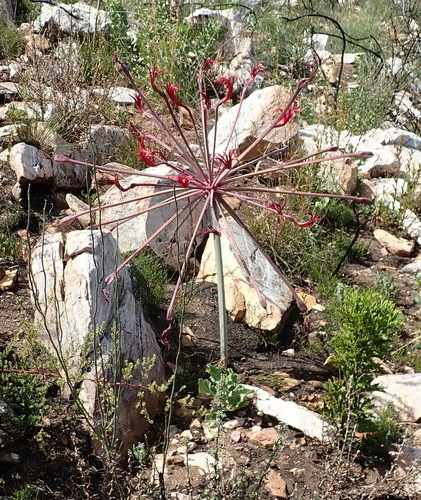 Brunsvigia josephinae