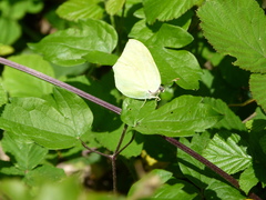 Gonepteryx cleopatra