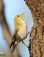 Phylloscopus sibilatrix