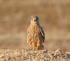Falco tinnunculus