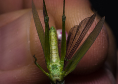 Atractomorpha crenulata