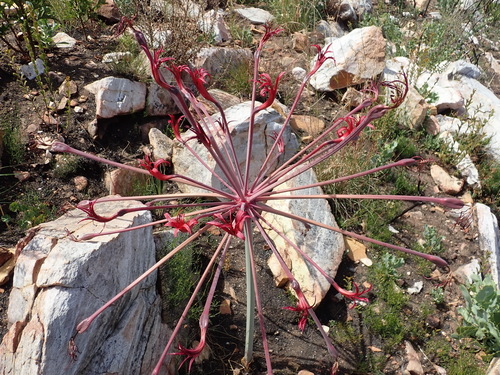 Brunsvigia josephinae