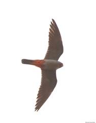 Falco vespertinus