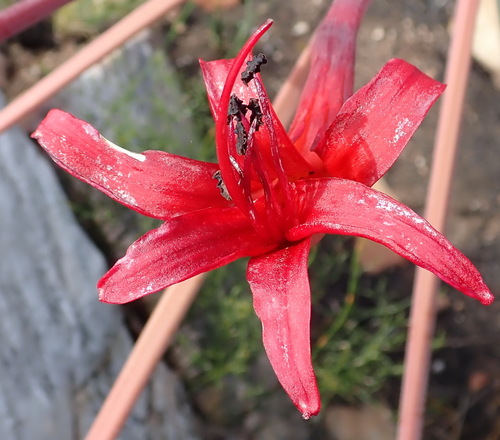 Brunsvigia josephinae