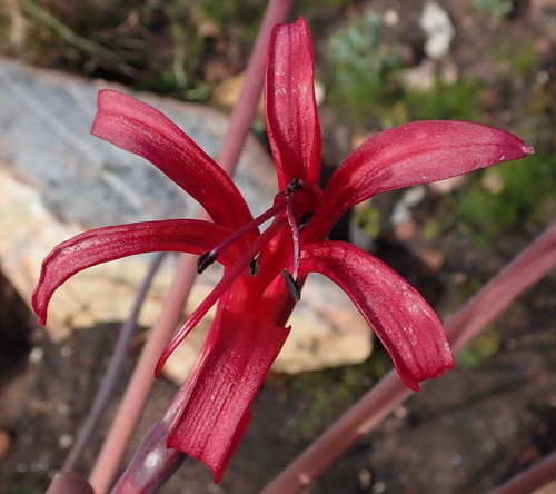 Brunsvigia josephinae
