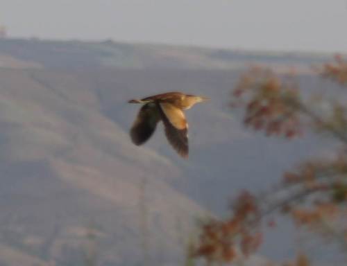 Little Bittern
