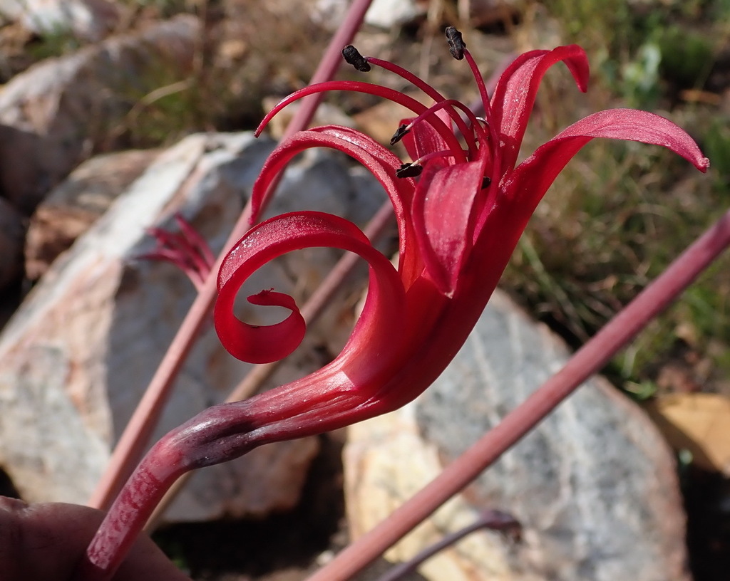 Brunsvigia josephinae, Eden, ZA-WC, ZA
