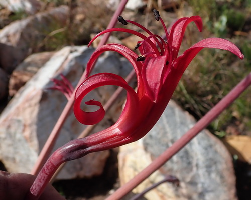 Image of Brunsvigia josephinae by (c) Nicola van Berkel, some rights reserved (CC BY-SA)