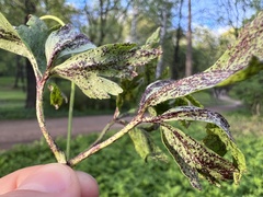Synchytrium anemones