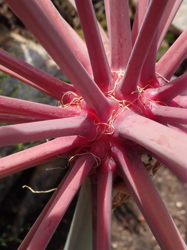 Brunsvigia josephinae