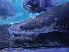 Arapaima gigas