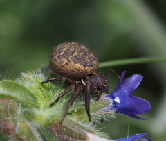 Bassaniodes robustus