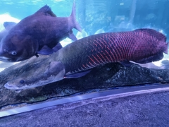 Arapaima gigas