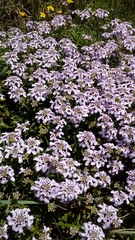 Iberis procumbens