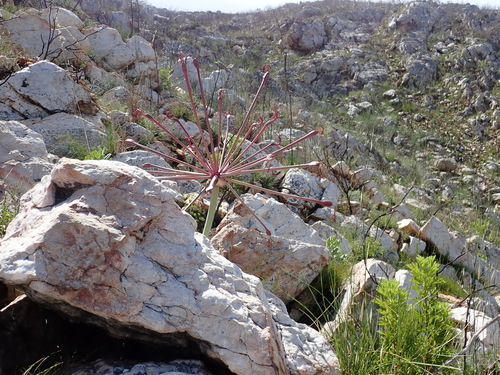 Brunsvigia josephinae
