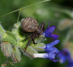 Bassaniodes robustus
