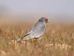 Falco vespertinus