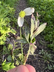 Synchytrium anemones