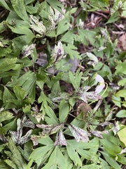 Synchytrium anemones