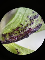 Synchytrium anemones