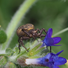 Bassaniodes robustus