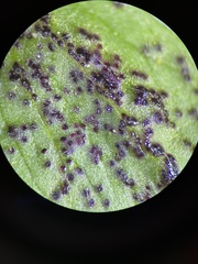 Synchytrium anemones