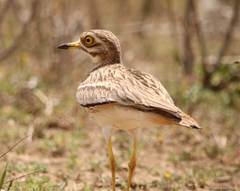 Burhinus oedicnemus