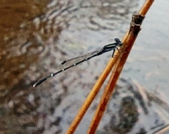 Agriocnemis splendidissima
