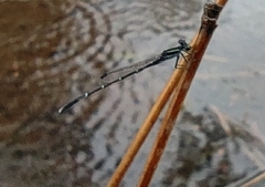 Agriocnemis splendidissima