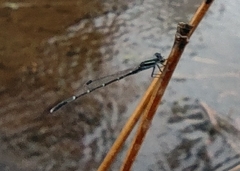 Agriocnemis splendidissima