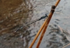 Agriocnemis splendidissima