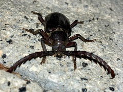 Prionus lefebvrei
