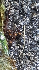 Solenopsis saevissima