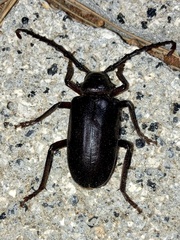 Prionus lefebvrei