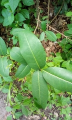 Zanthoxylum zanthoxyloides