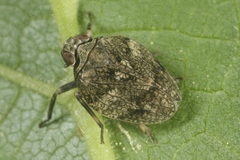 Issus muscaeformis